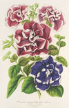 Pétunia inimitabilis (hybride), flore pleno