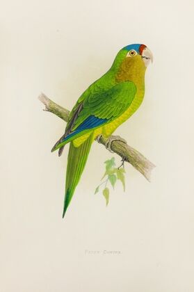 Petz’s Conure (1884-1887)