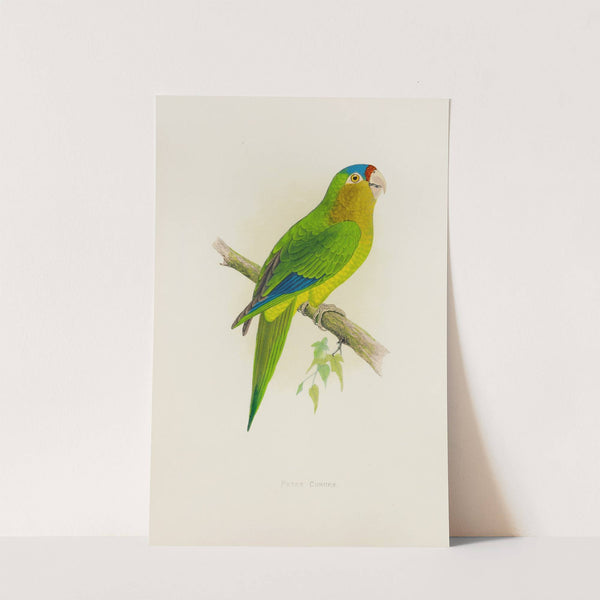 Petz’s Conure (1884-1887) by Alexander Francis Lydon