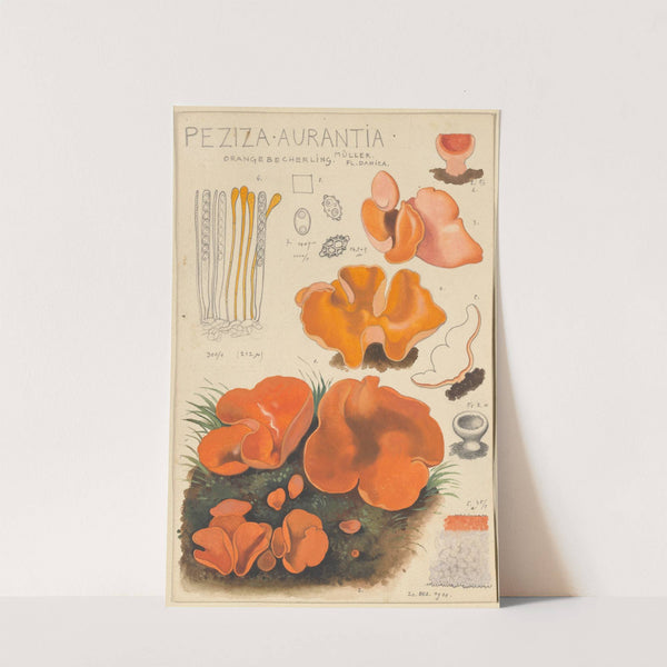 Peziza aurantia (1915-1945) by Hans Walty