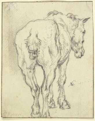 Pferd mit zusammengebundenem Schweif in Rückansicht