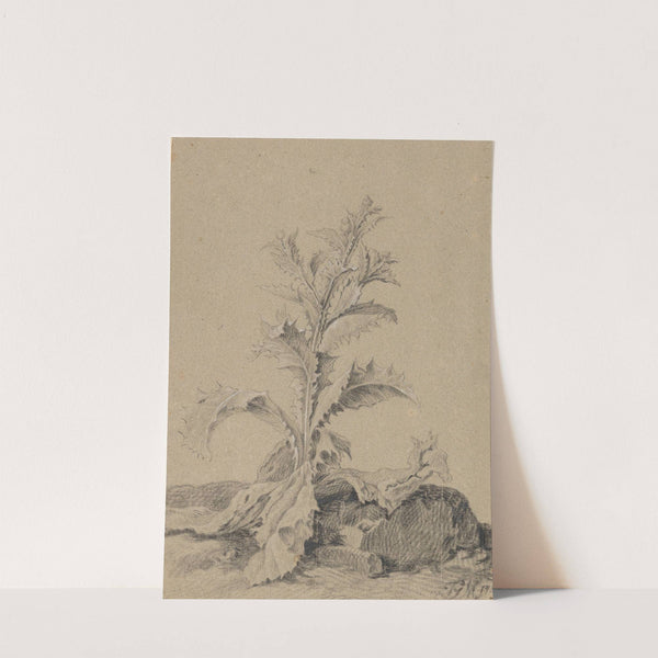 Pflanzenstudie Distel (1817) by Johann Georg Mansfeld