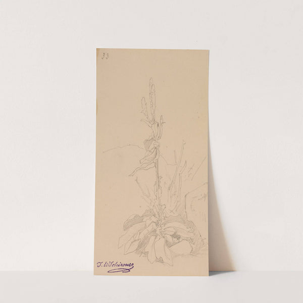 Pflanzenstudie, fol. 33 by Johann Wilhelm Schirmer