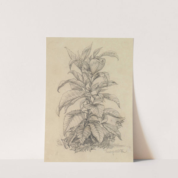 Pflanzenstudie IX (mit großen Blättern) (1858) by Ferdinand Keller