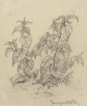 Pflanzenstudie VIII