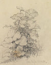 Pflanzenstudie XI