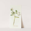 Phacelia grandiflora by Margaret Armstrong