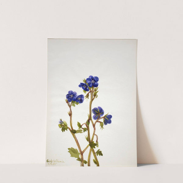 Phacelia (Phacelia parryi) (1935) by Mary Vaux Walcott
