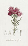 Phaenocoma prolifera