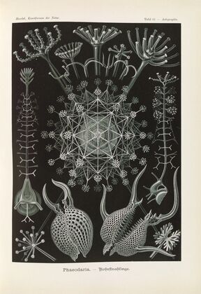 Phaeodaria. – Rohrstrahlinge 2
