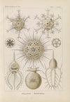 Phaeodaria. – Rohrstrahlinge