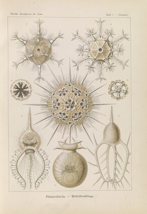 Phaeodaria. – Rohrstrahlinge