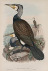 Phalacrocorax carbo. Cormorant. (1862-1873)
