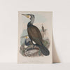 Phalacrocorax carbo. Cormorant. (1862-1873) by John Gould
