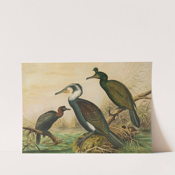 Phalacrocorax carbo, Phalacrocorax graculus, Phalacrocorax pygmaeus by Johann Friedrich Naumann