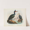 Phalacrocorax carunculatas [onslowi] and Phalacrocorax brevirostris by John Gerrard Keulemans