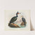 Phalacrocorax carunculatas [onslowi] and Phalacrocorax brevirostris by John Gerrard Keulemans