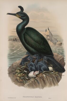 Phalacrocorax graculus. Crested Cormorant, or Shag. (1862-1873)