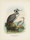 Phalacrocorax punctatus (Male and Female)