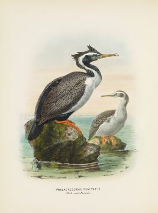Phalacrocorax punctatus (Male and Female)
