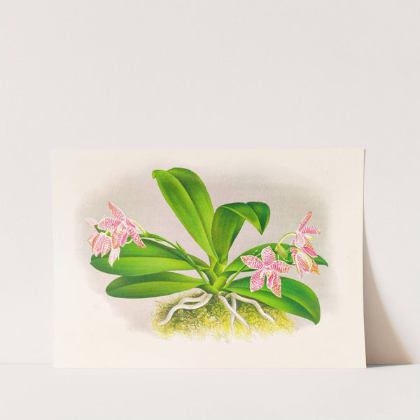 Phalaenopsis luddemanniana by Jean Jules Linden