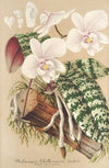 Phalænopsis Schilleriana