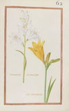 Phalangium allobrogum ; lili asphodelus (1624)