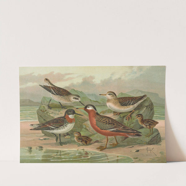 Phalaropus fulicarius, Phalaropus lobatus by Johann Friedrich Naumann