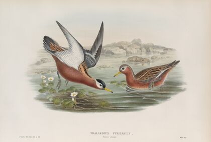 Phalaropus fulicarius. Summer plumage. Grey Phalarope (summer plumage). (1862-1873)