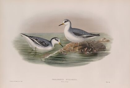 Phalaropus fulicarius. Winter plumage. Grey Phalarope (winter plumage). (1862-1873)