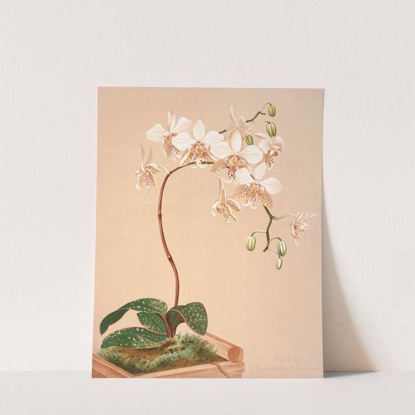 Phalenopsis Stuartiana by Harriet Stewart Miner