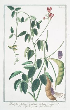 Phaseolus Indicus, maximus siliqua erecta – Fagioli grossi – Haricot. (Indian kidney bean)