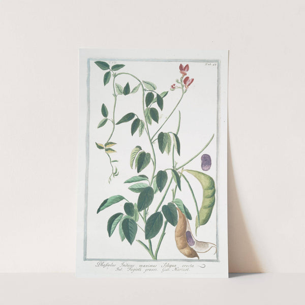 Phaseolus Indicus, maximus siliqua erecta - Fagioli grossi - Haricot. (Indian kidney bean) by Giorgio Bonelli