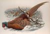 Phasianus colchicus. Common Pheasant. (1862-1873)