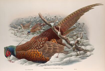 Phasianus colchicus. Common Pheasant. (1862-1873)