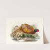 Phasianus colchicus. by Joseph Smit
