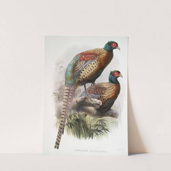 Phasianus Deccollatus (1872) by Joseph Smit