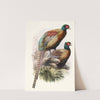 Phasianus Deccollatus by Joseph Smit