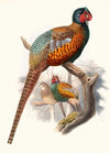Phasianus elegans.