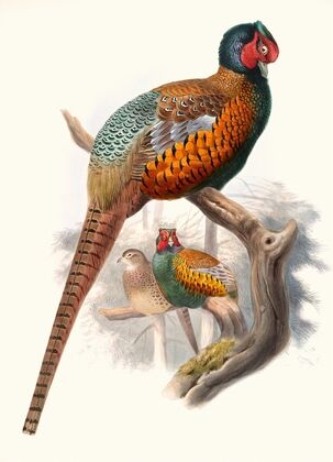Phasianus elegans.