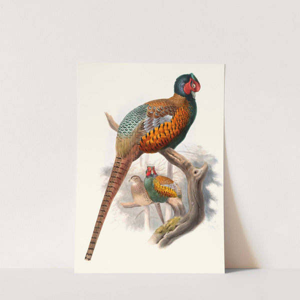 Phasianus elegans. by Joseph Smit