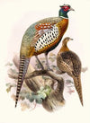Phasianus formosanus.