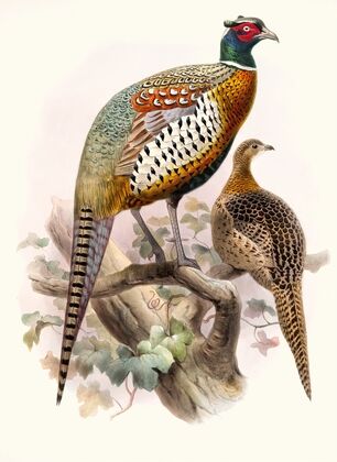 Phasianus formosanus.