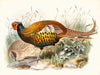 Phasianus insignis.