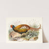 Phasianus insignis. by Joseph Smit