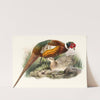 Phasianus mongolicus. by Joseph Smit