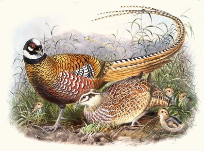Phasianus Reevesii.