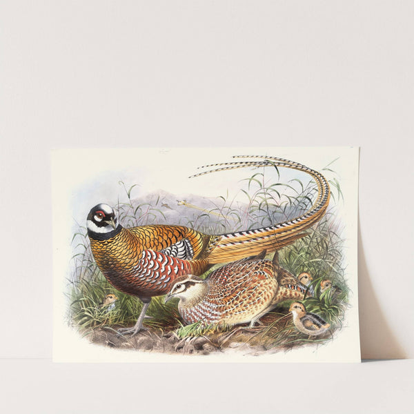 Phasianus Reevesii. by Joseph Smit