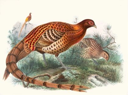 Phasianus Soemmerringii.