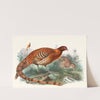 Phasianus Soemmerringii. by Joseph Smit